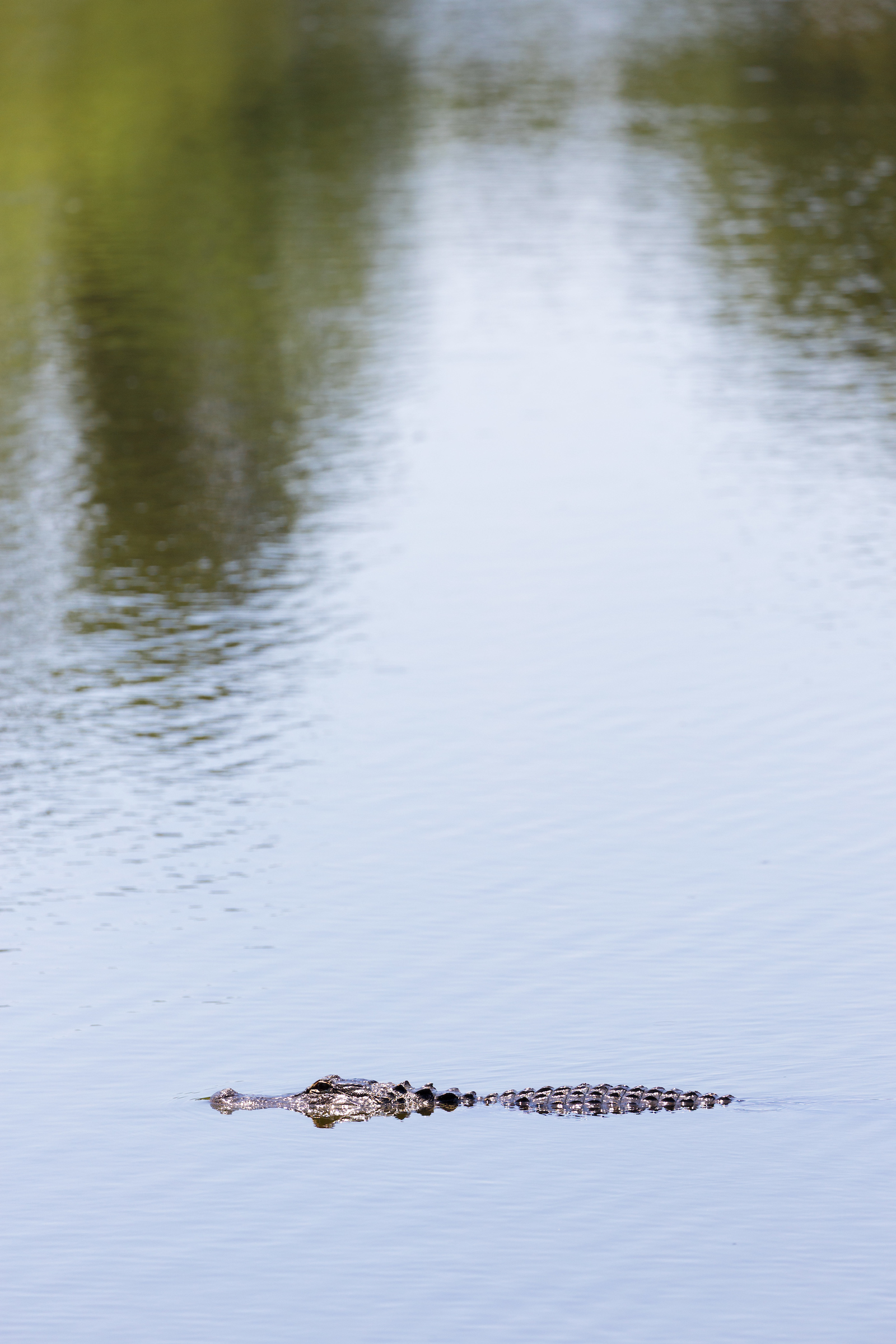 Gator swimming through Lake Alice.