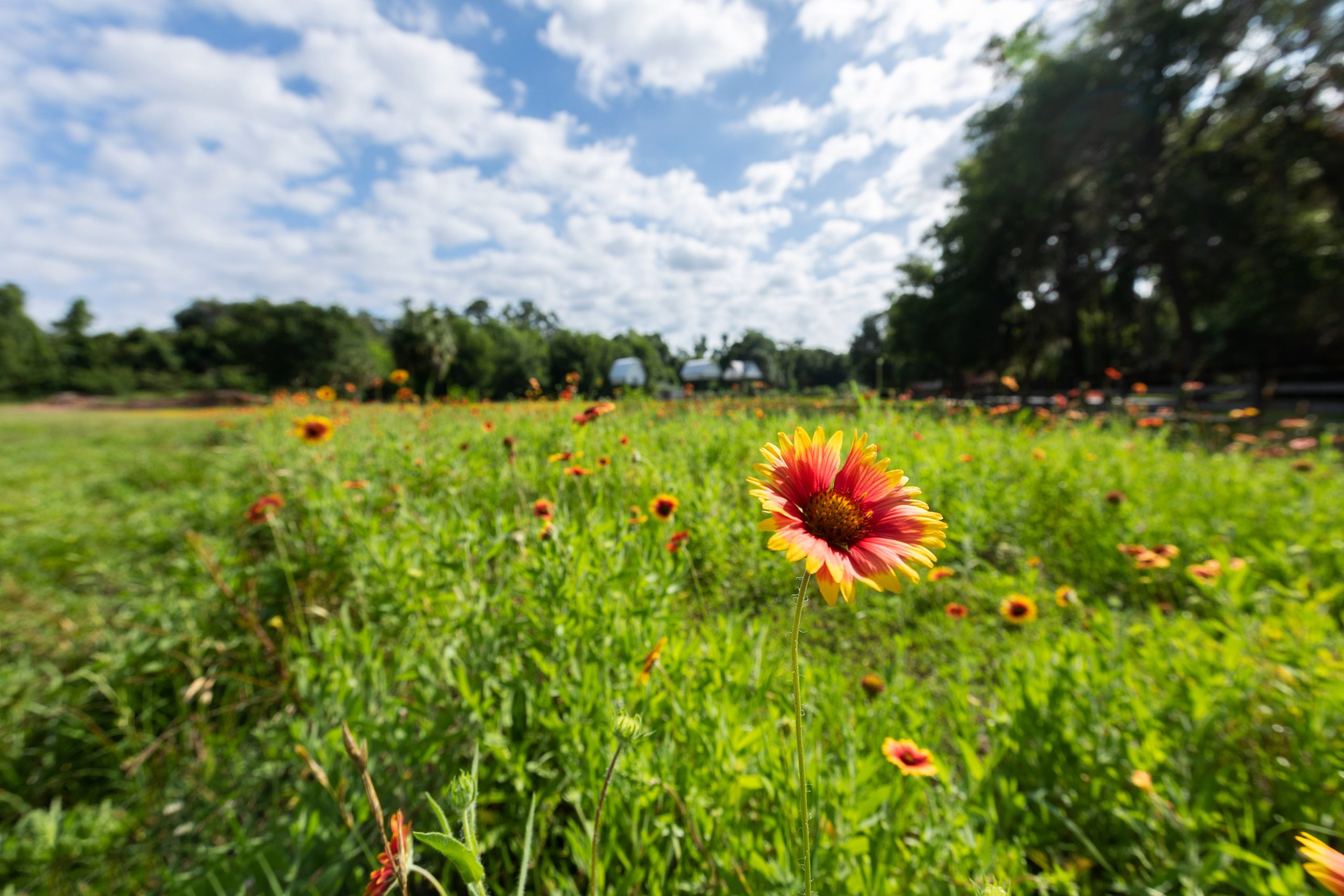 a green field with small red and yellow flowers blooming.