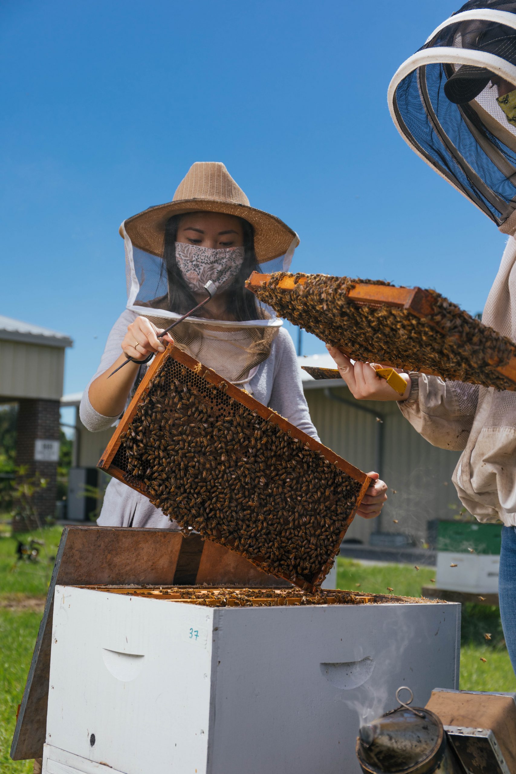 A woman works on a bee hive as part of her schooling