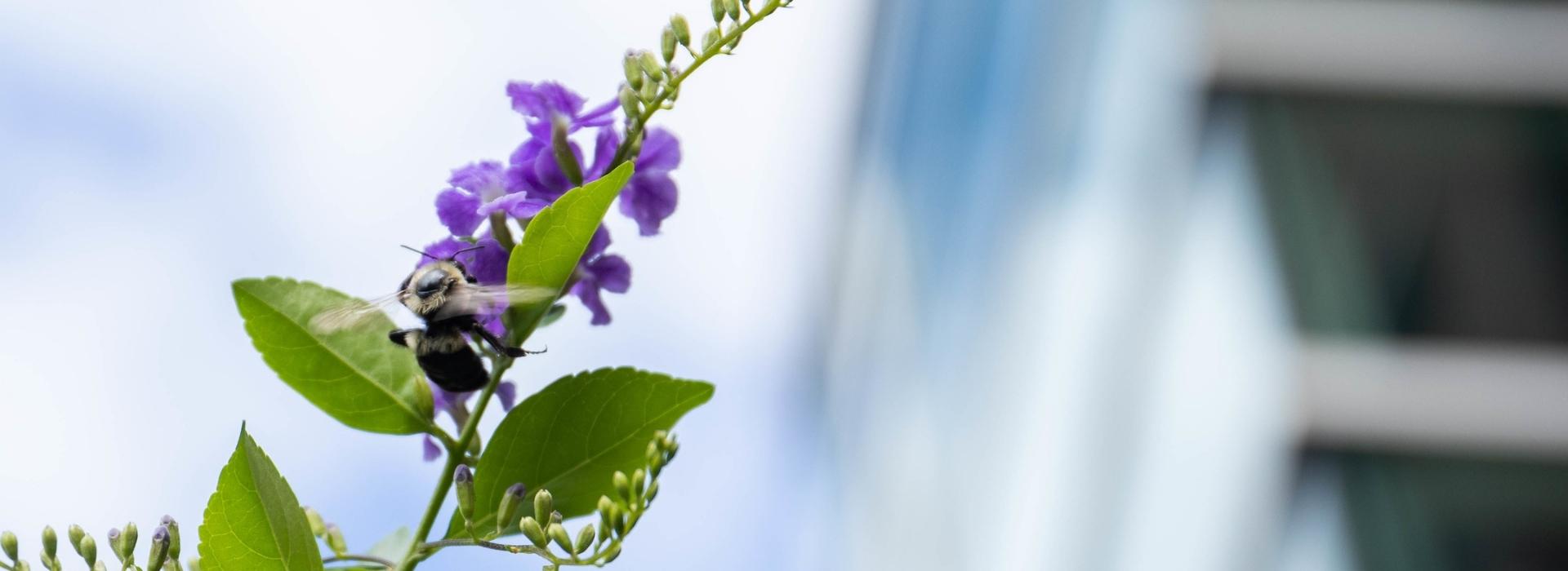 a bee rests on a purple flower on campus.