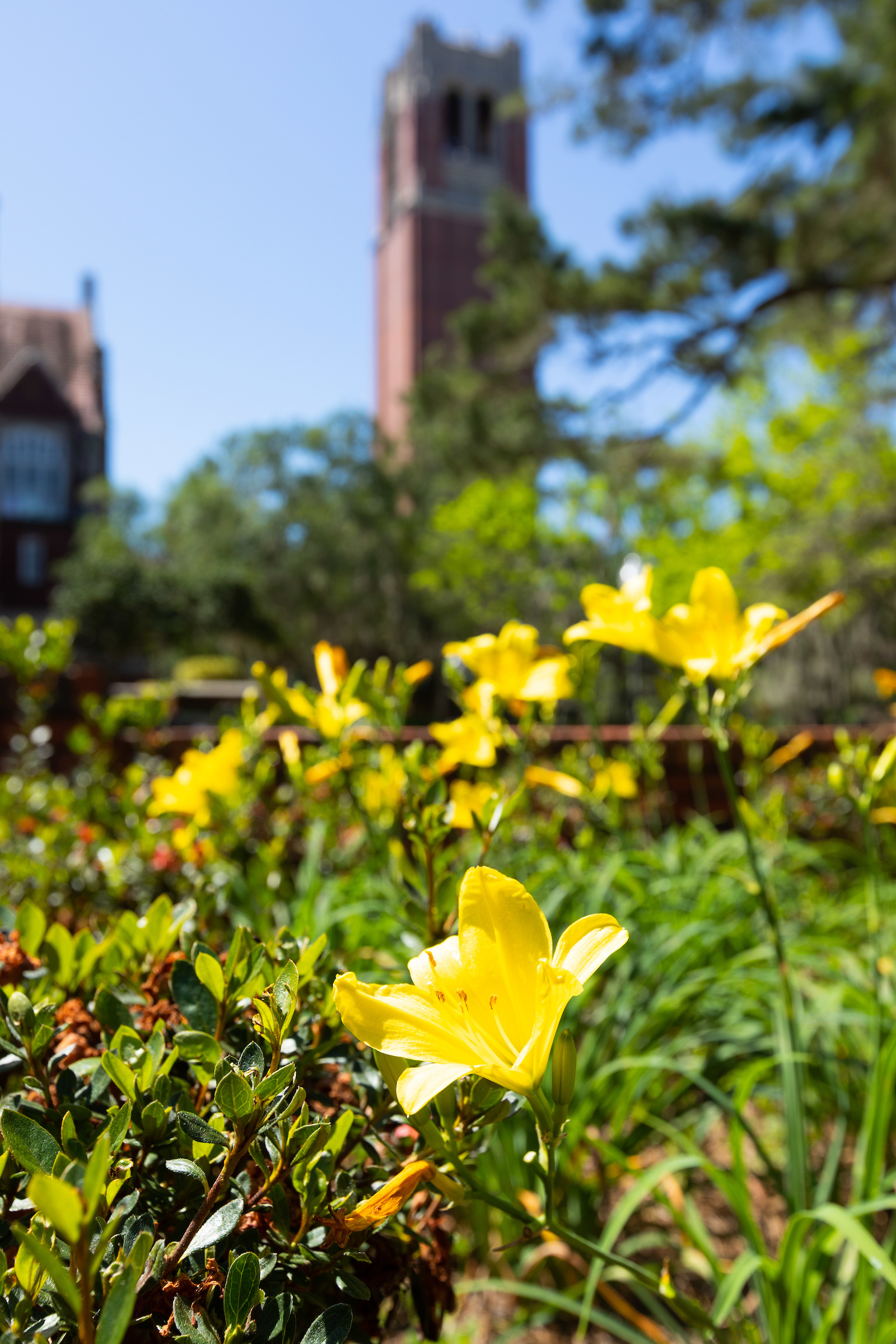 Yellow flowers in front of Century Tower.